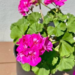 Hot Pink Geranium – 1 Gallon Planter