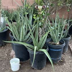 Monster Size XL Extra Large Sized Plants With Buckets
