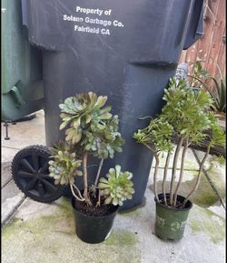 Large Aeonium Succulent plants