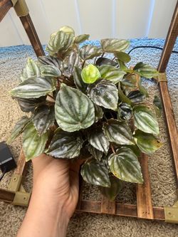 Peperomia in ceramic pot. Pet friendly plant