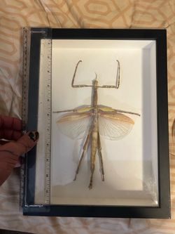 Framed Stick Insect Specimen – Gothic Oddities Curiosity Cabinet Decor