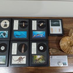 Instant Fossil Collection $500