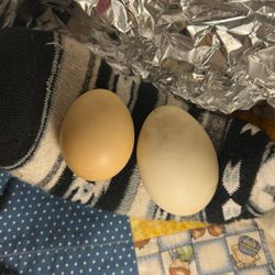 Duck Eggs