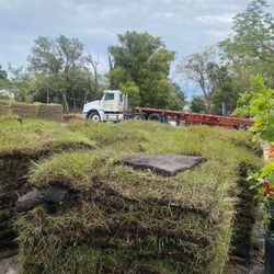 Bahia Grass!!