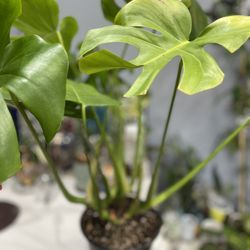 Monstera Deliciosa Split Leaves- Matured, In 8 Inches Pot