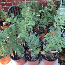 Arbolitos Tengo De Variedad 