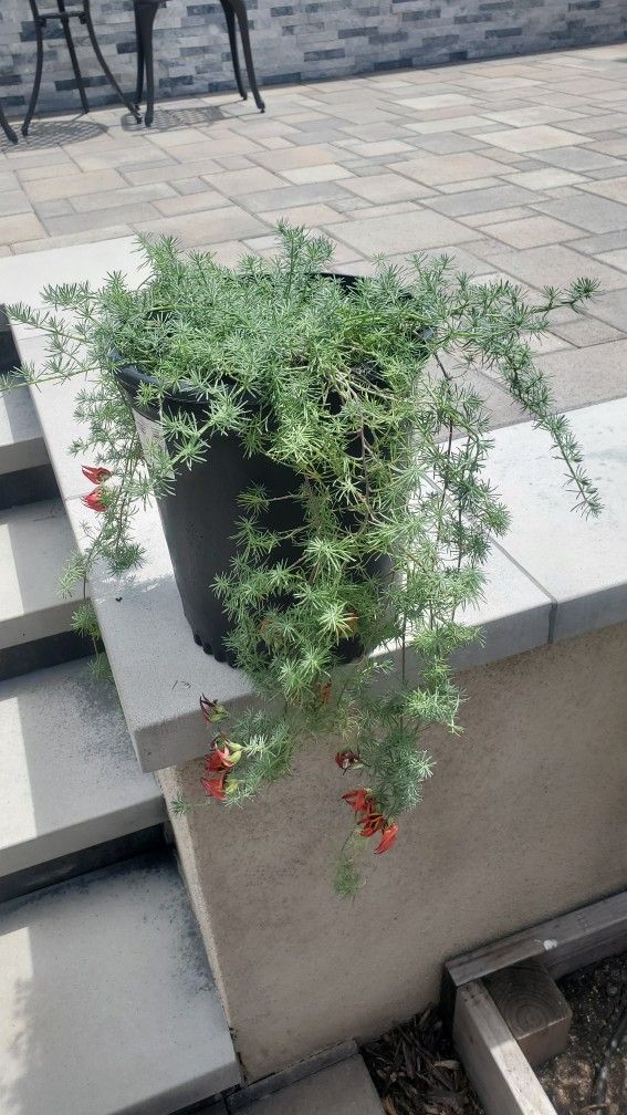 Parrot Beak - Beautiful Plant