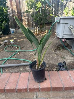 Bird Of Paradise Small