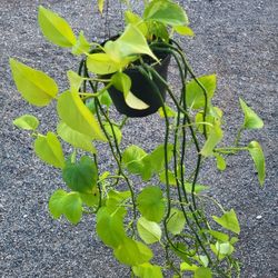 Neon Pothos Plant 6" Pot 