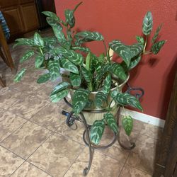 Planta Natural  Muy Bonita 