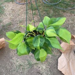 Brazilian Philodendron Plant
