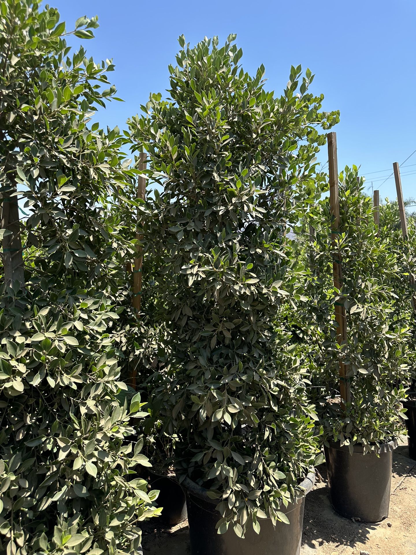 Ficus Nitida , Indian Laurel Ficus Tree, Hollywood Hedge And Privacy 25gal Size