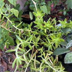 Suculenta