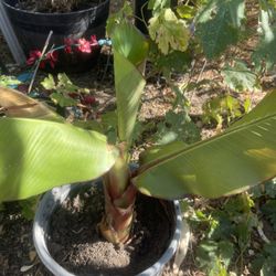 Banana Tree Plant