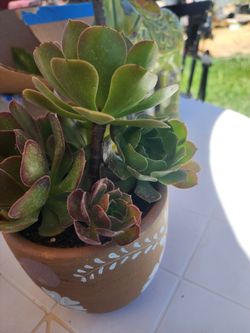 Succulent in terra cotta pot