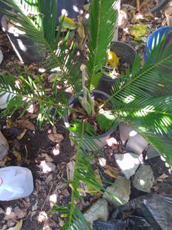 Sago palm