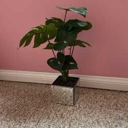 Small Desk Plant