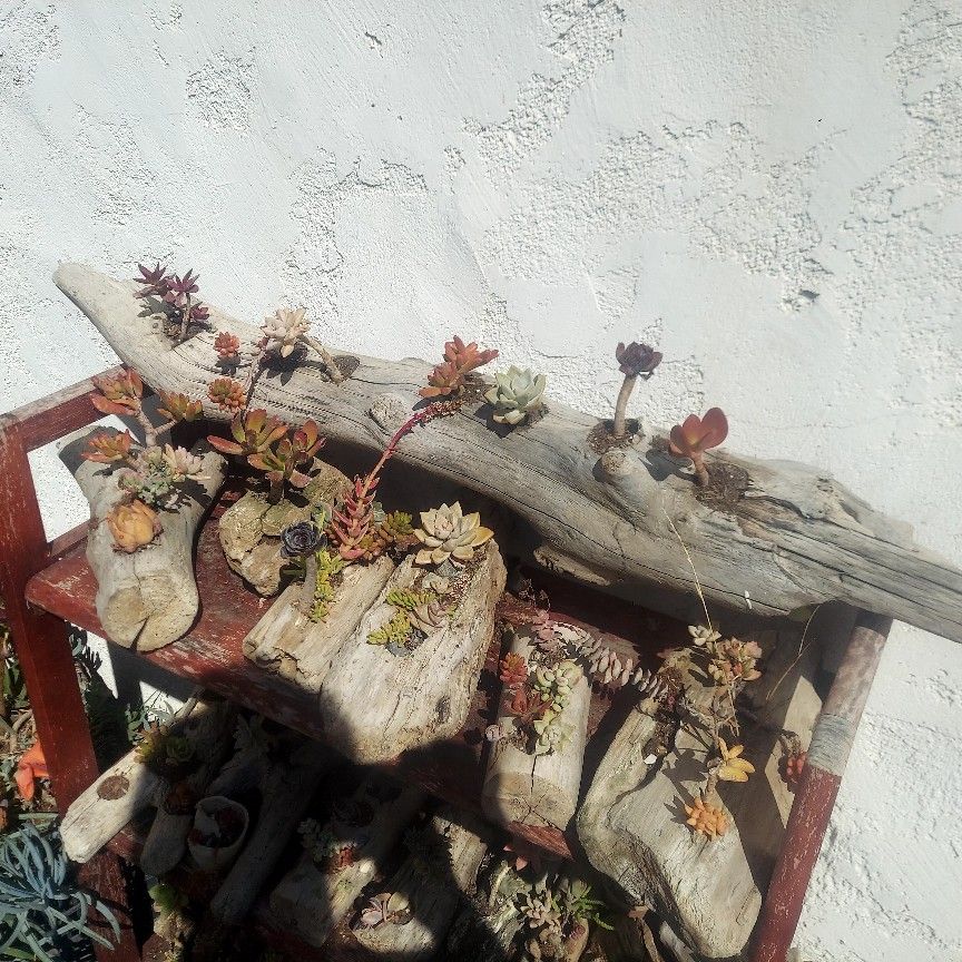 Various Outdoor Driftwood Succulent Decorations