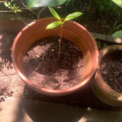 Plant Avocado