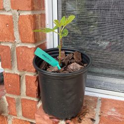 Olympian Fig Tree