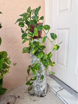 🌿 Mature Golden Pothos Wrapped Around Natural Tree Trunk Unique Display