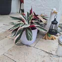 Socialite exotic Plant 