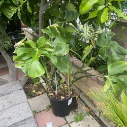 Plant For Sale