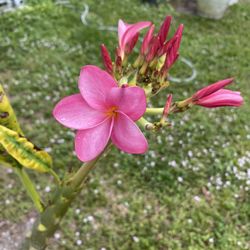 This, Approximately 4’ Pink Plumeria / Frangipani Tree See All Pictures of #71