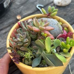 Succulent Arrangement. Cheap Plants. $5