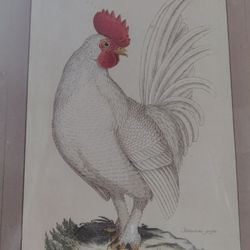 Rare, One Of A Kind Soicher-Marin Fine Art Print - White Game Cock
