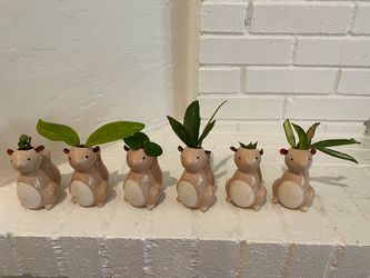 Hoya starter set - cuttings in ceramic pots - 6 different hoya varieties