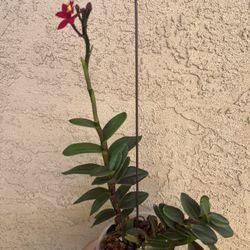 Epidendrum Orchid