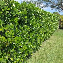 Tall Full Green  Fertilized  Ready For Planting Instant Privacy Hedge  Same Day Transportation 