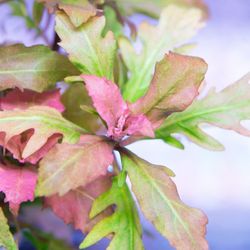 Hygrophila Triflora