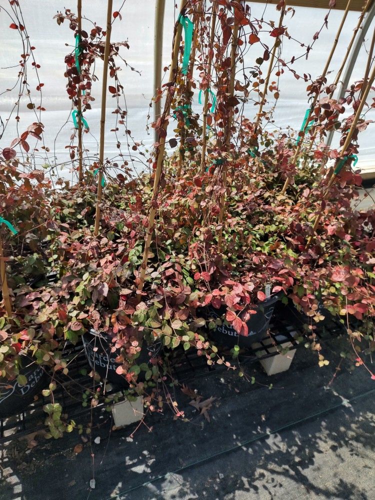 Perennials For Sale