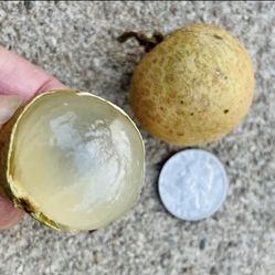 LT1 Jumbo Variety Longan Fruit LARGE Tree - flowering