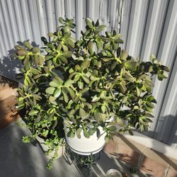 Free Plants