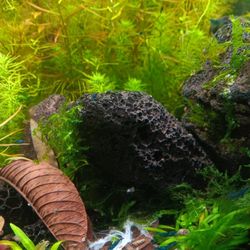 Blueshrimp Decorations For Aquariums And Fish Tanks 
