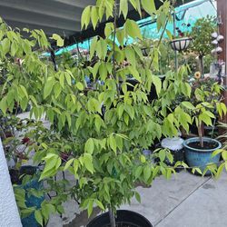 Shade Tree In 15 Gallons Pot 