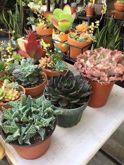 Succulents 1 gallons