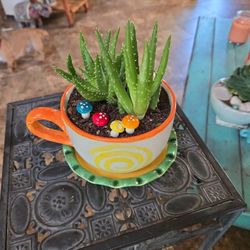 Live Alligator Aloevera In Teacup Planter With Saucer