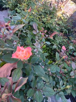 Rosas