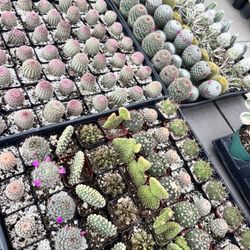 Cactus $3 Each