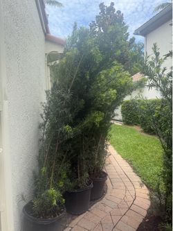 5 Podocarpus 7 to 8 feet plants in 15 gallon containers