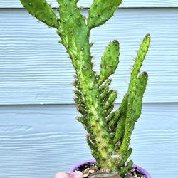 Potted Opuntia Monocantha Monstruosa Variegata Aka Variegated Joseph's Coat Cactus 