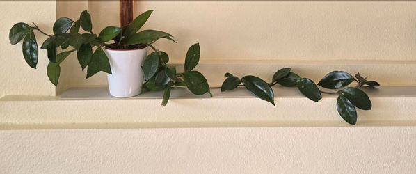 Hoya Plant in White Pot