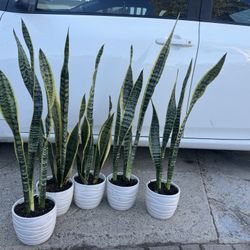 Yellow Snake Plant In Ceramic Pot Over 2ft