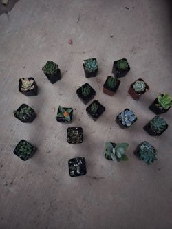 Succulent plants