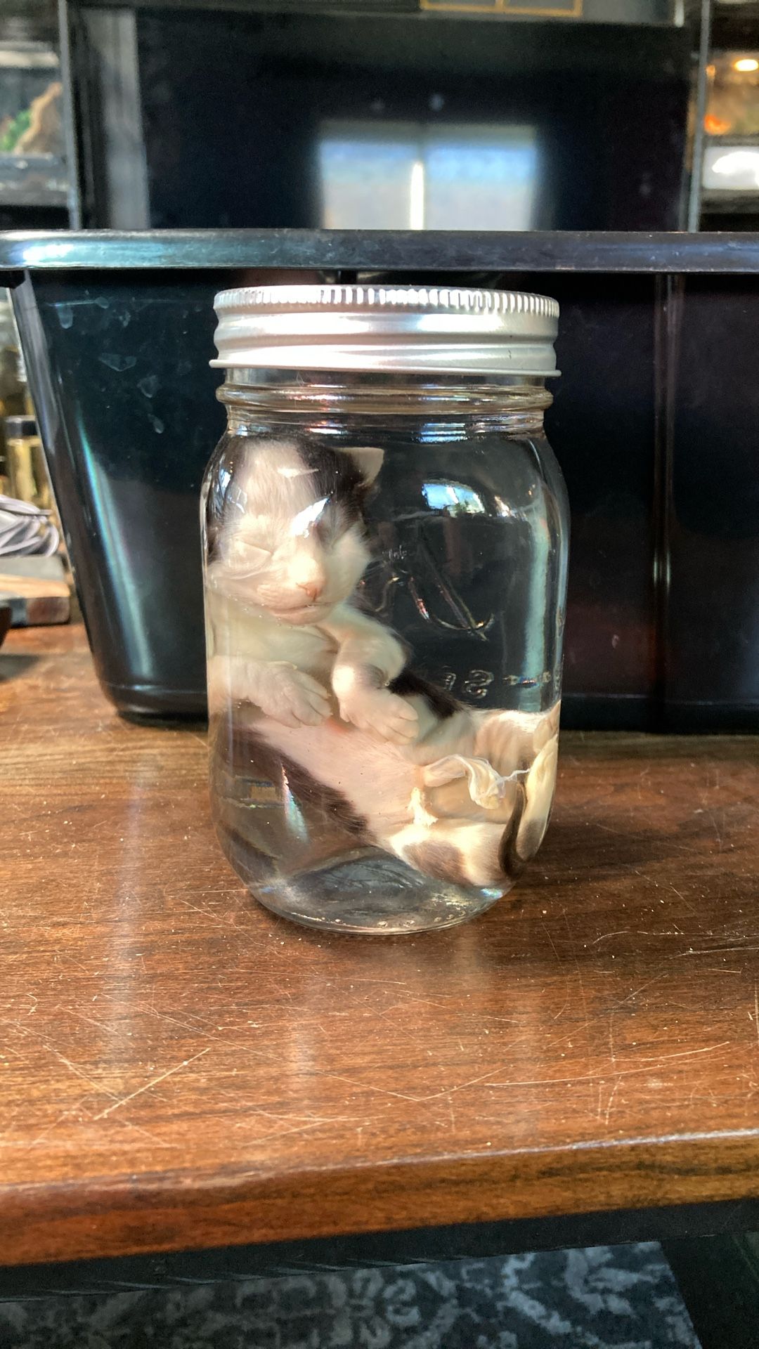 Wet Specimen Oddities 