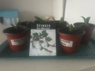 Red Malabar Spinach